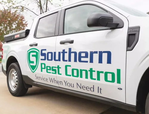 Why Proactive Pest Control Matters Year-Round